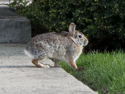 Urban bunny.