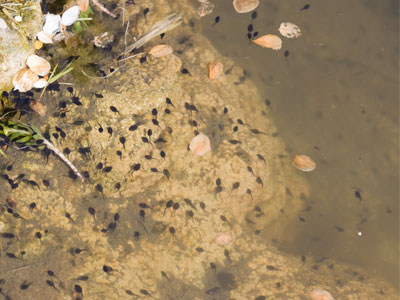 The annual resurgence of pond life.