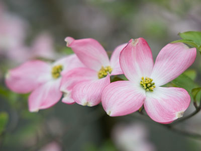 I keep my eye out for blossoms on this tree every spring (see April 21, 2021).