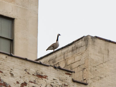 Taking a gander around downtown Dayton.