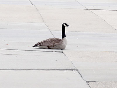 Guarding the family plot (see April 13, 2022).