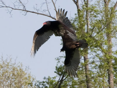 They were surprisingly maneuverable at low altitude.