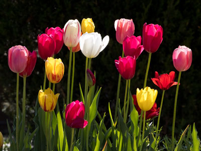 A gaggle of tulips.