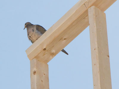 This mourning dove is building quite an elaborate nest.