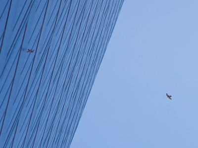 Falcon and reflection.