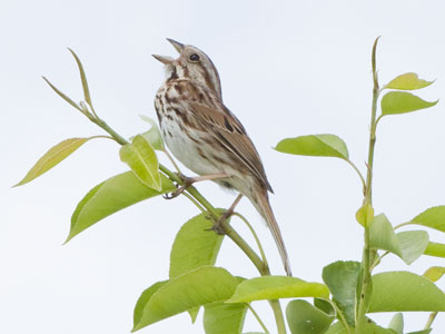 Like happy birds in springtime my spirits soar and sing. PAUL LAURENCE DUNBAR