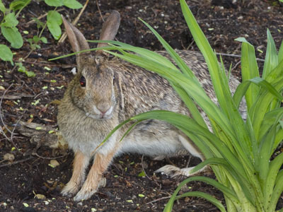 The bunny and I were both trying to get away from a screaming kid running around the park.