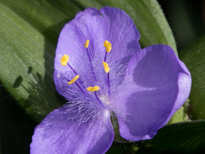 What`s the story, morning spiderwort?