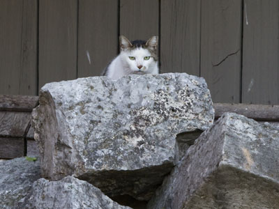 The impregnable cat colony of the Oregon District.