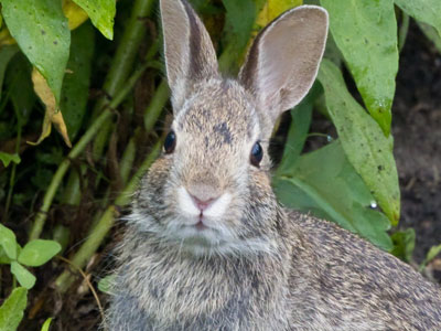 As the sun rose, I shared a moment with a bunny.