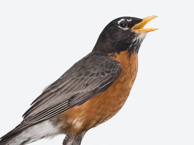 Like other birds, robins sing in the morning.