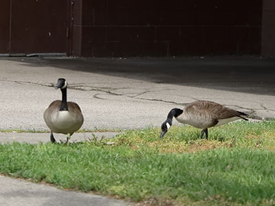 It`s better to avoid walking past a pair of city geese.