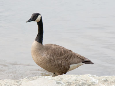 Waterfowl 1:  standing on a flooded sidewalk, not the river.