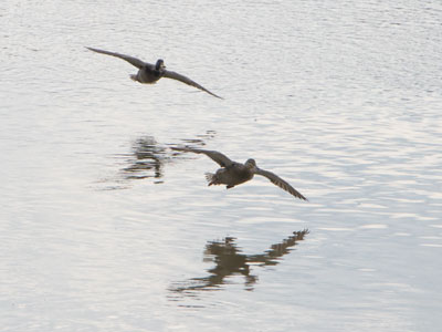 Waterfowl 2 and 3:  Mr. and Mrs. Mallard.