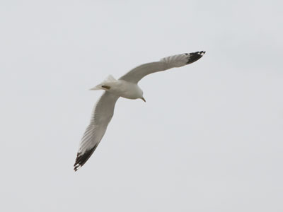 Waterfowl 4:  see gull?