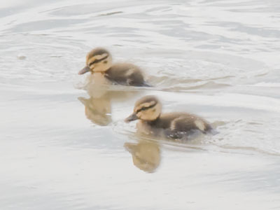 Waterfowl 5 and 6:  first ducklings of the season.