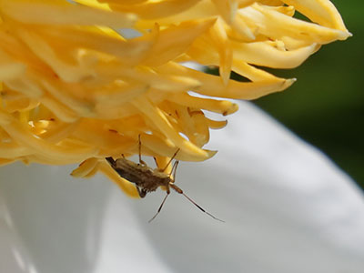 Every flower had one of these bugs hanging around beneath.