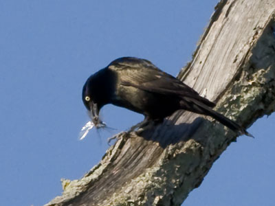 I wonder:  did the bird snag the dragonfly out of midair?