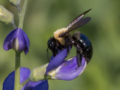 Have you ever heard a bee slurp?