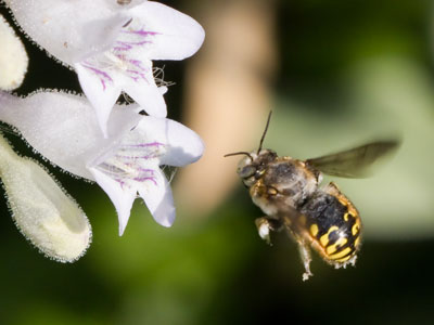 I watched this fat bee stalk and attack other insects when they landed on a flower.