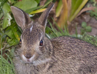 I said, `Let me get just one more rabbit shot.`