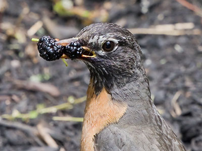 The vegan robin.