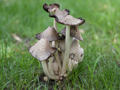 After a rain, mushrooms pop up like -- well, mushrooms.