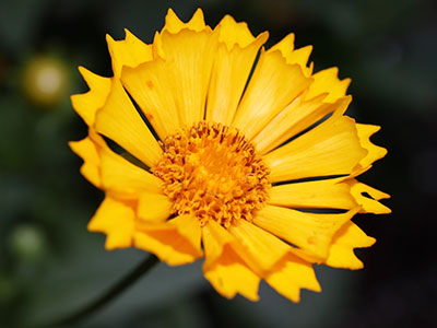 A macro lens lets me take closeup pictures of flowers and bugs, which is something I really enjoy doing.