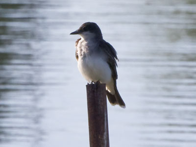 Swallows are easy to photograph if they`re sitting still.