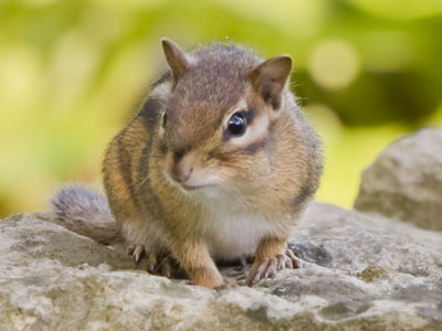 There may be chipmunks here -- oh, there`s one (see June 12 above).