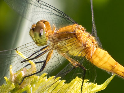 My first dragonfly of the year.  It was very relaxed, and this is the best of 21 photos of the same bug.