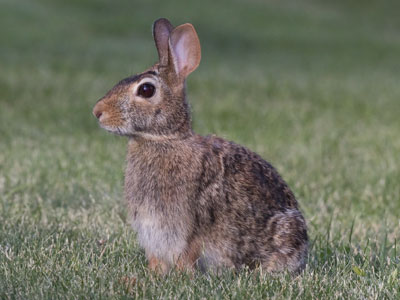 My street has too many squirrels and not enough rabbits.