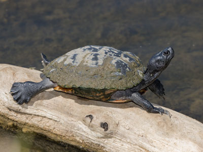 Imagine how hard it is for a turtle to climb up there.