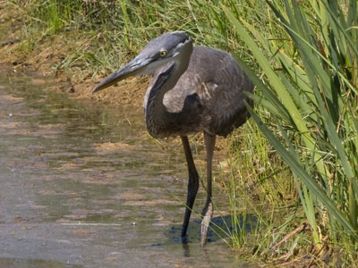 This large bird can get small when it`s trying to kill you.