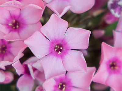 There are usually flowers in the Oregon District too.