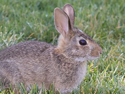 Rabbits have few predators in a gated suburban park.