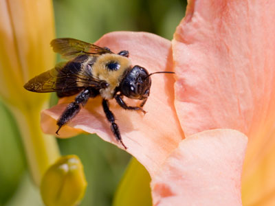 I`ve never been stung by a bee while taking pictures.