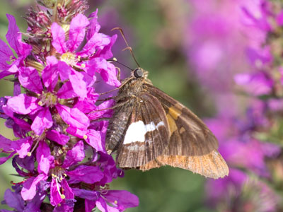 I must admit, I chased this skipper around the park.