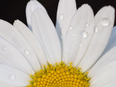 I stayed in bed longer than I should have, but there were still dewdrops on the daisies when I got to the garden.