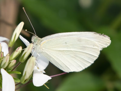 The morning flutter.