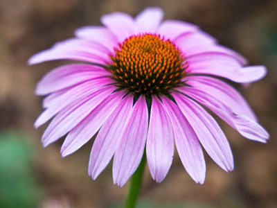 It was raining and getting dark, but I went outside to find me some nature.