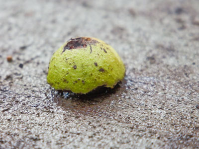 The closest parking spot to my front door is underneath a walnut tree, but I don`t park there at this time of year.