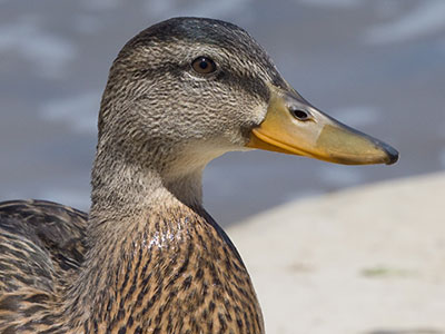 I taught a photography workshop along the river today.  Five people registered, three showed up, plus one duck.