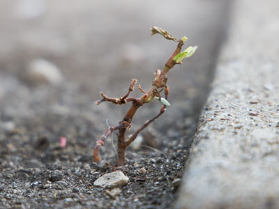 Humans put down a sidewalk.  Nature just laughs.