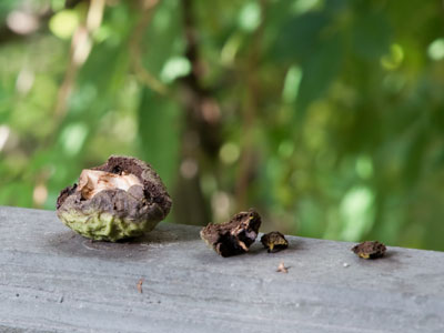 Squirrels make a mess on my porch (see July 8 above).