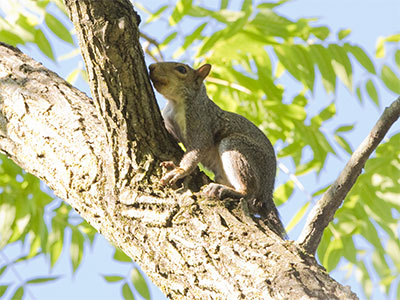 One of the furry offenders (see July 11 above).