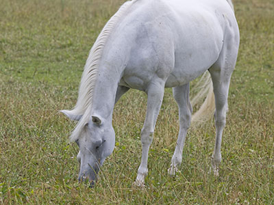 But the horses outside were annoyed horribly by flies.