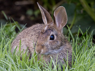 This rabbit had no fear.  I probably could have petted it.