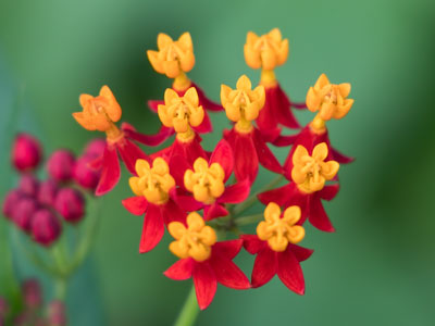 This flower reminds me of a church choir wearing robes.