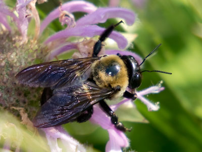 Bugs, birds and beasts are essential.  People are optional.